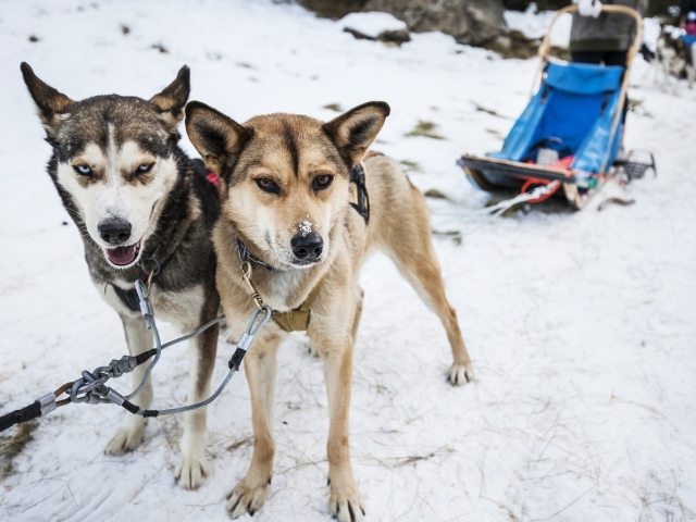 Perros de nieve para mushing