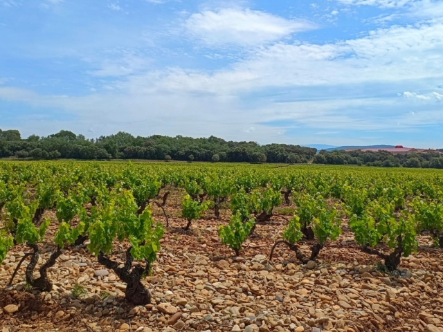  unsere Rebe der Rioja 