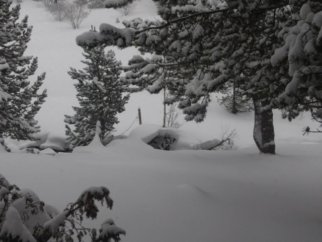 Bosque nevado en Sorteny