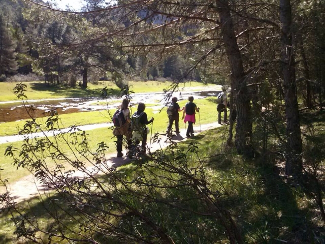 entre los arboles