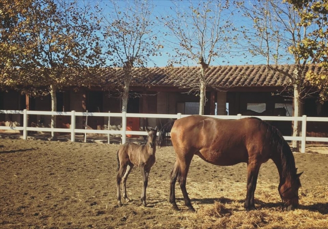 Yegua y cria en Rodonya