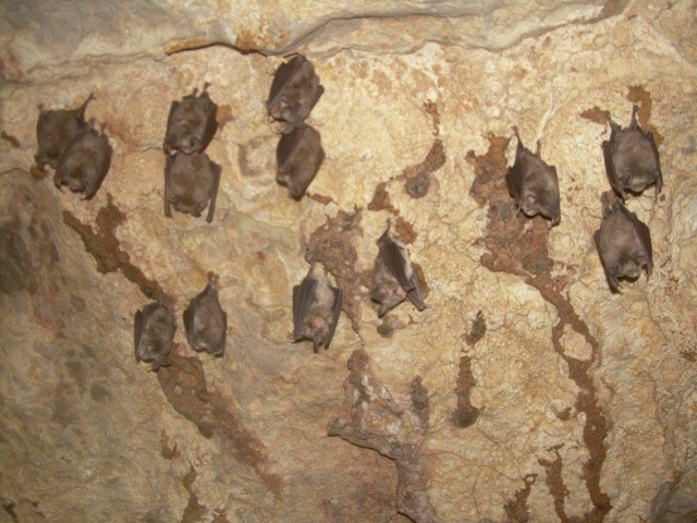  Chauves-souris dans la grotte 