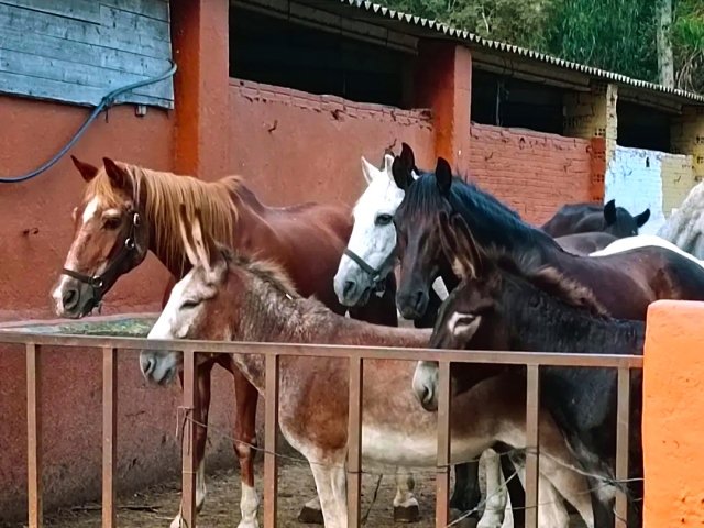  巴塞罗那儿童骑马路线 