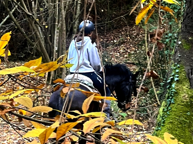  穿过蒙特内格雷的儿童骑马路线 