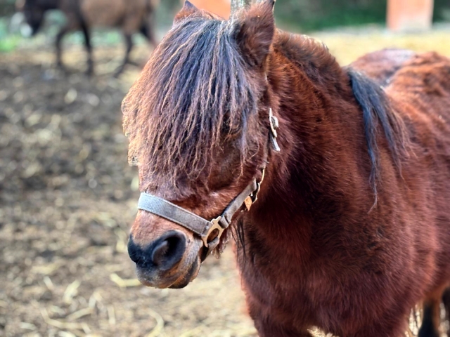 Nuestros ponis de Santa Susana