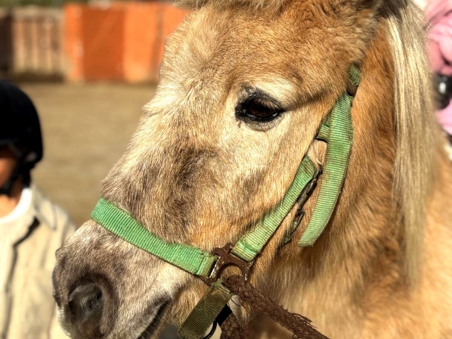 Paseo en poni en Santa Susana