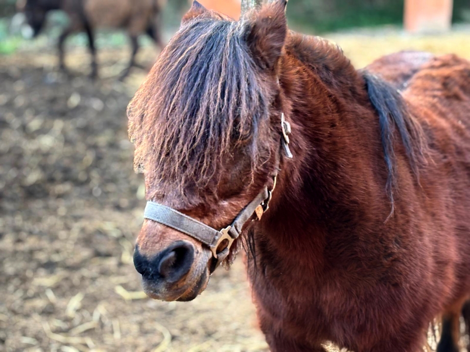 Nuestros ponis de Santa Susana