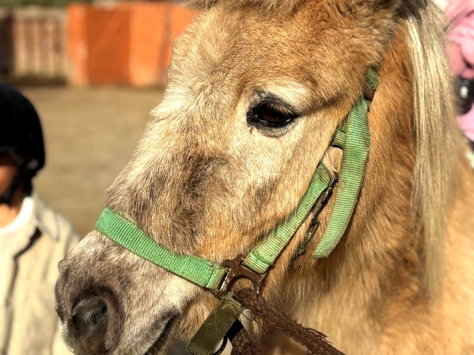 Paseo en poni en Santa Susana