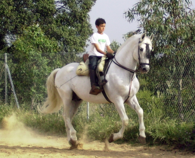 horse classes 