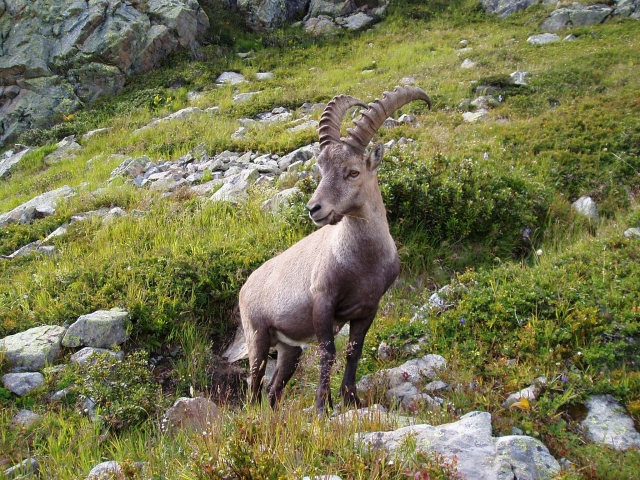  Alpine goat 