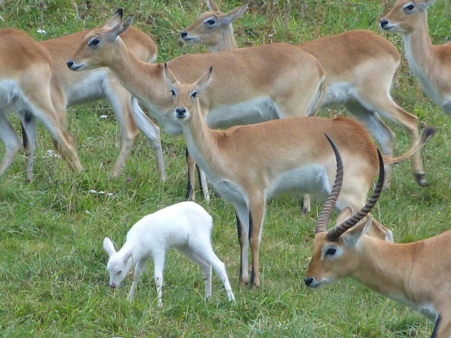 Albino-Litschi-Muschel 