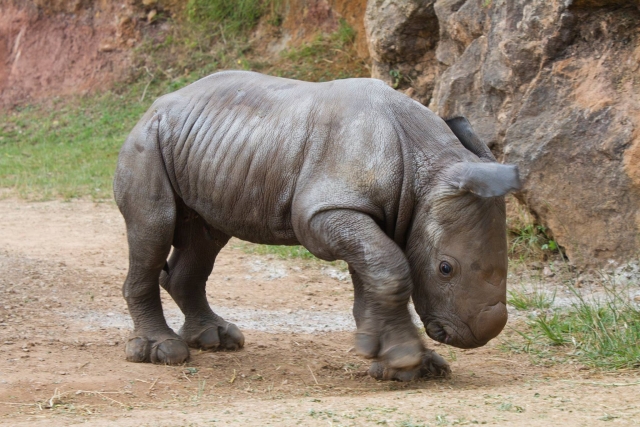  Kleines Nashorn 