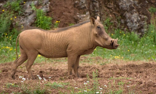  Ein großes Wildschwein