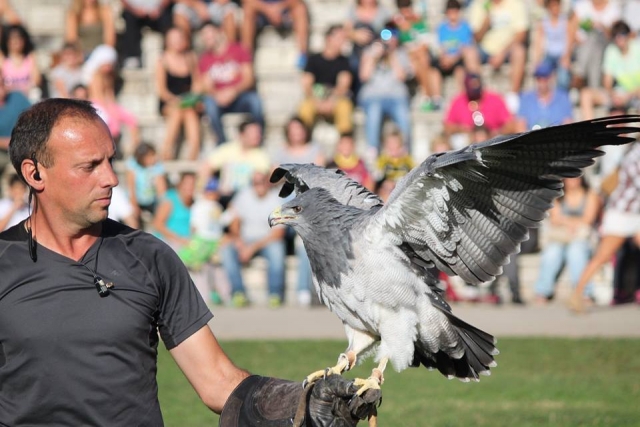 Exhibicion de rapaces