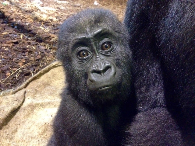 Baby gorilla 