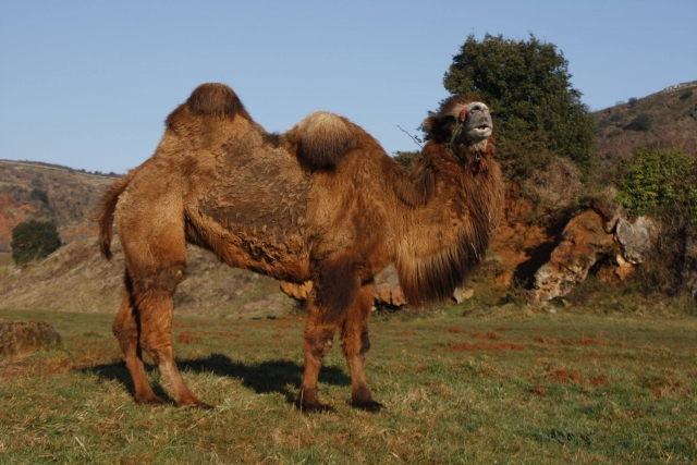  Majestic camel 