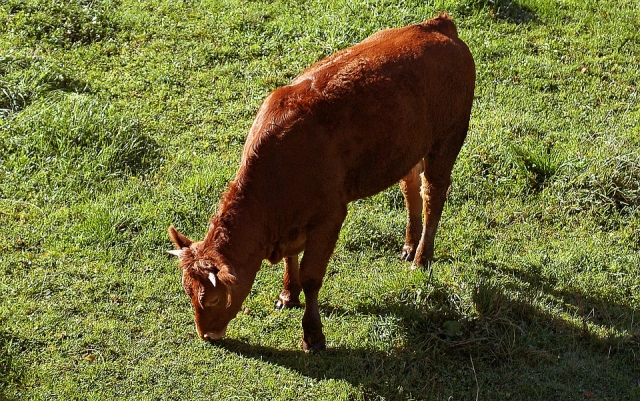 Vaquilla