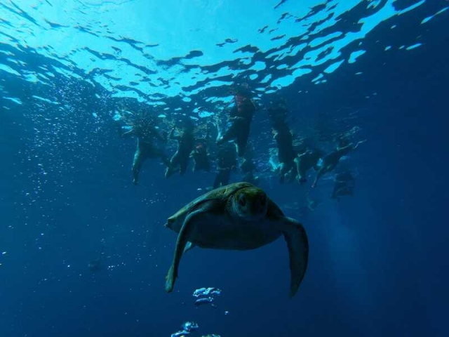 Snorkel with turtles 