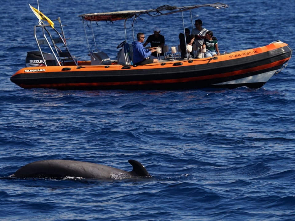  Private walk to see cetaceans 