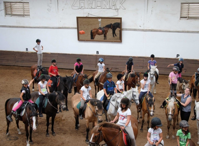 Caballos en la pista