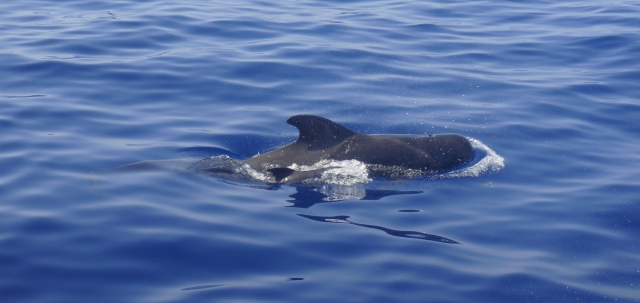 Cetaceos en el mar