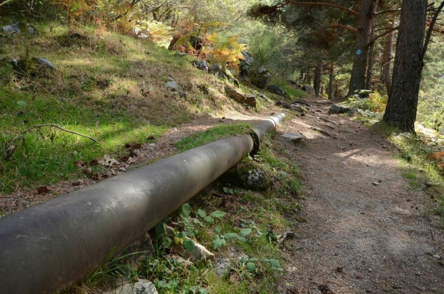 Atravesando el bosque