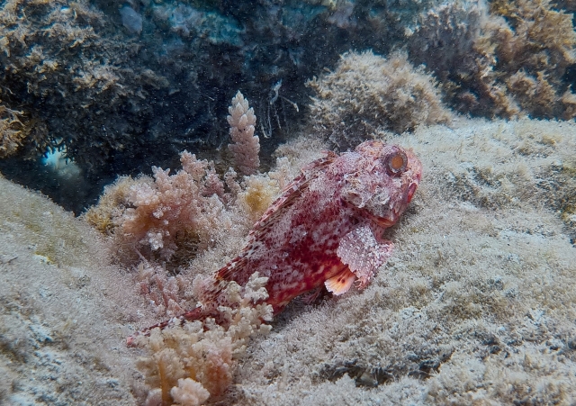 Pez piedra en La Herradura