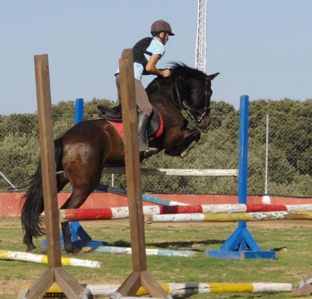  Saut de haies 