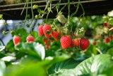 Tour Museo Frutilla y Huerta de Aranjuez 1h