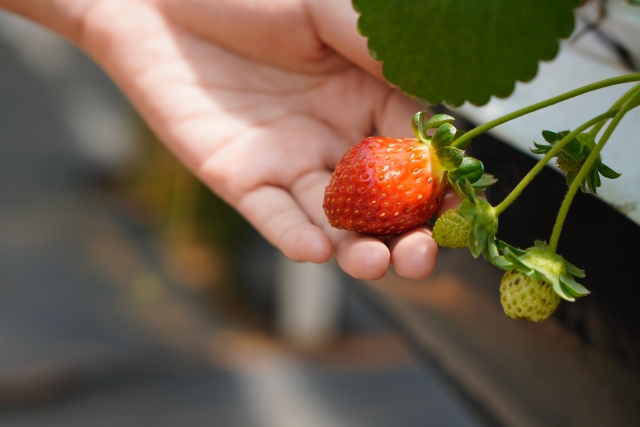 La raccolta delle fragole durante la stagione 