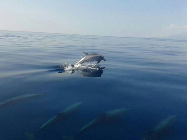 Delfines en pleno mar