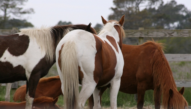  Passeggiata in pony per bambini