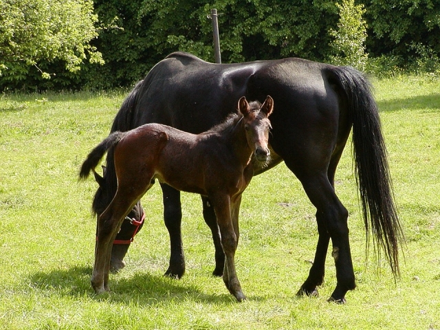 Fohlen und seine Mutter 
