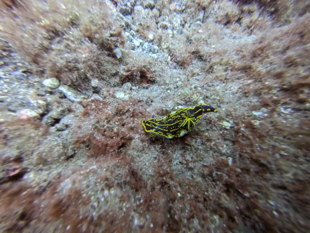 Explora El Hierro buceando