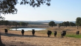 Visita guiada fincas toro bravo Torrejón El Rubio