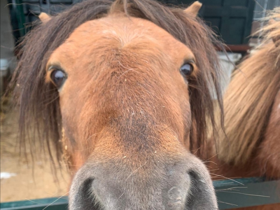  Pony Castaño 