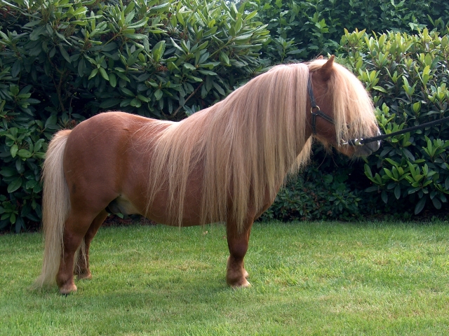 Pony legato 
