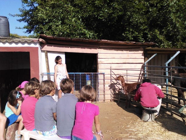  giocare con gli animali 