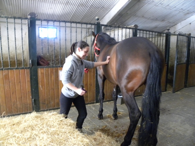 cuidado del caballo