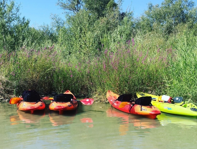  Kayak accanto ai canneti del Guadalquivir 