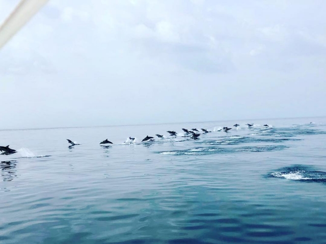 Delfines nadando