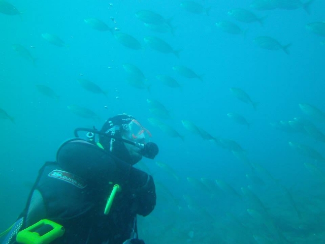 Entre los peces