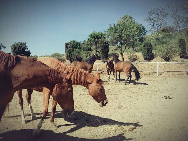 caballos comiendo en Canoves
