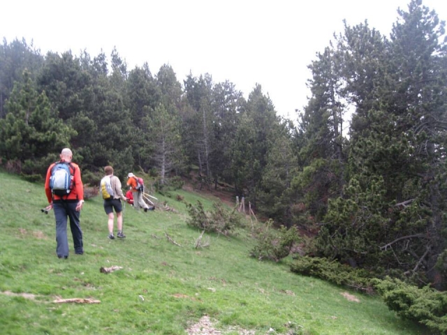 caminando al bosque
