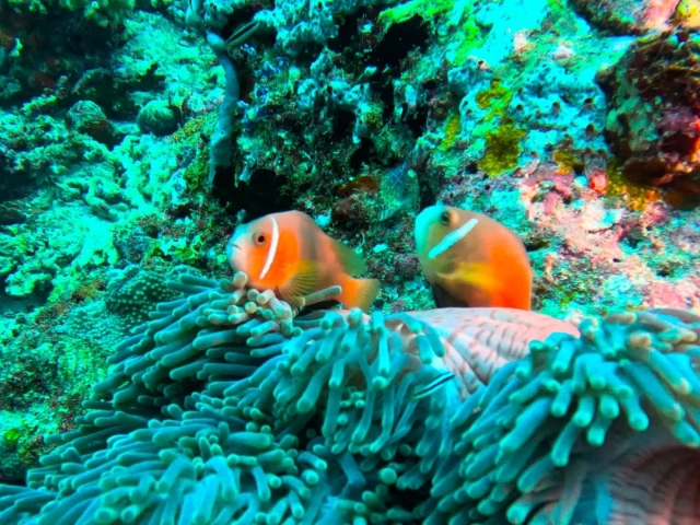 Peces en el fondo marino de Gerona