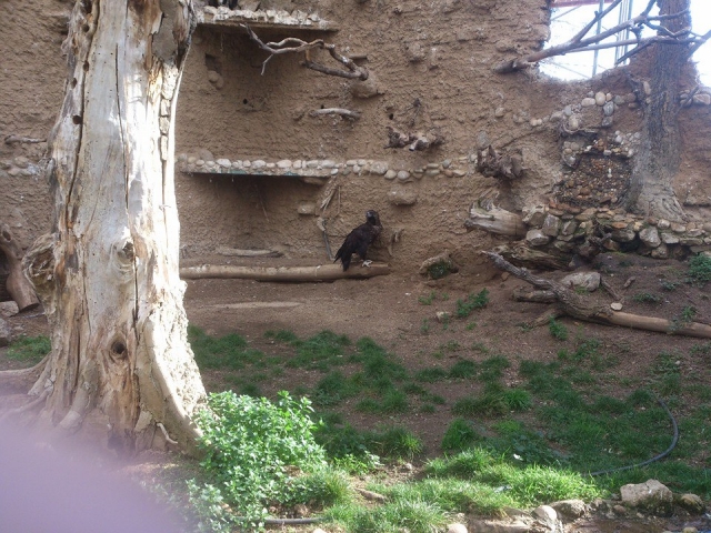  猛禽在围栏中 