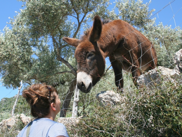 curiosa fauna