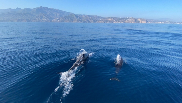  Sim, você também pode avistar golfinhos 