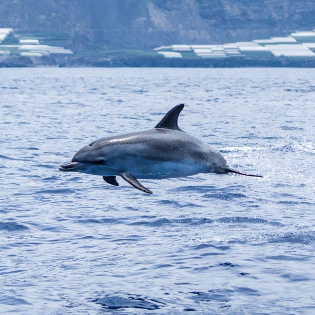  Delfinbeobachtung auf La Palma 
