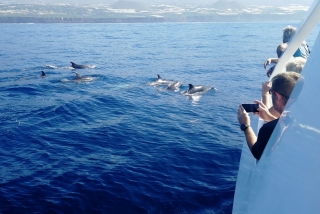 Ver cetáceos barco visión submarina Playa Veta, 2h